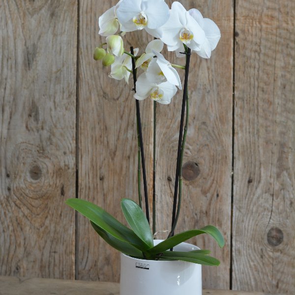 Phalaenopsis Orchidee weiß Bild 1