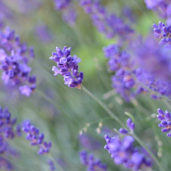 Lavendel ´Hidcote blue´ Bild 1