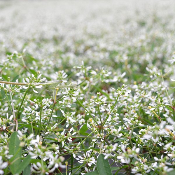 Zauberschnee - Euphorbia ´Diamant Frost` Bild 1
